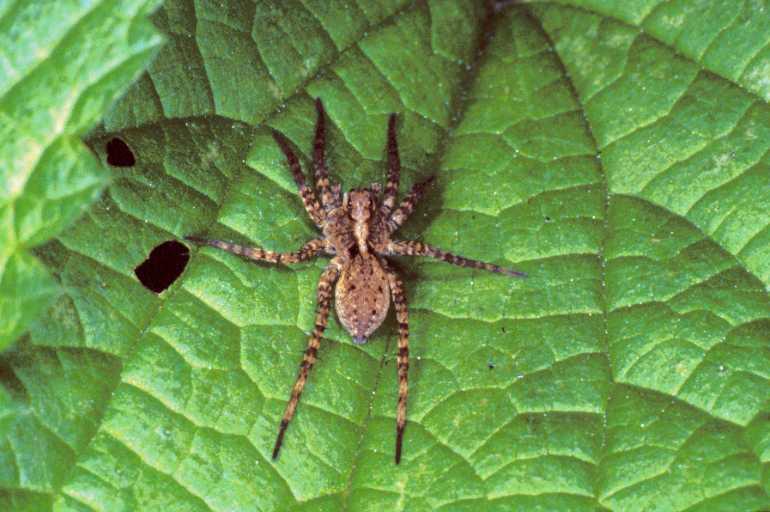 Pardosa_hortensis_P1174_Z_76_Les Gris_Frankrijk.jpg